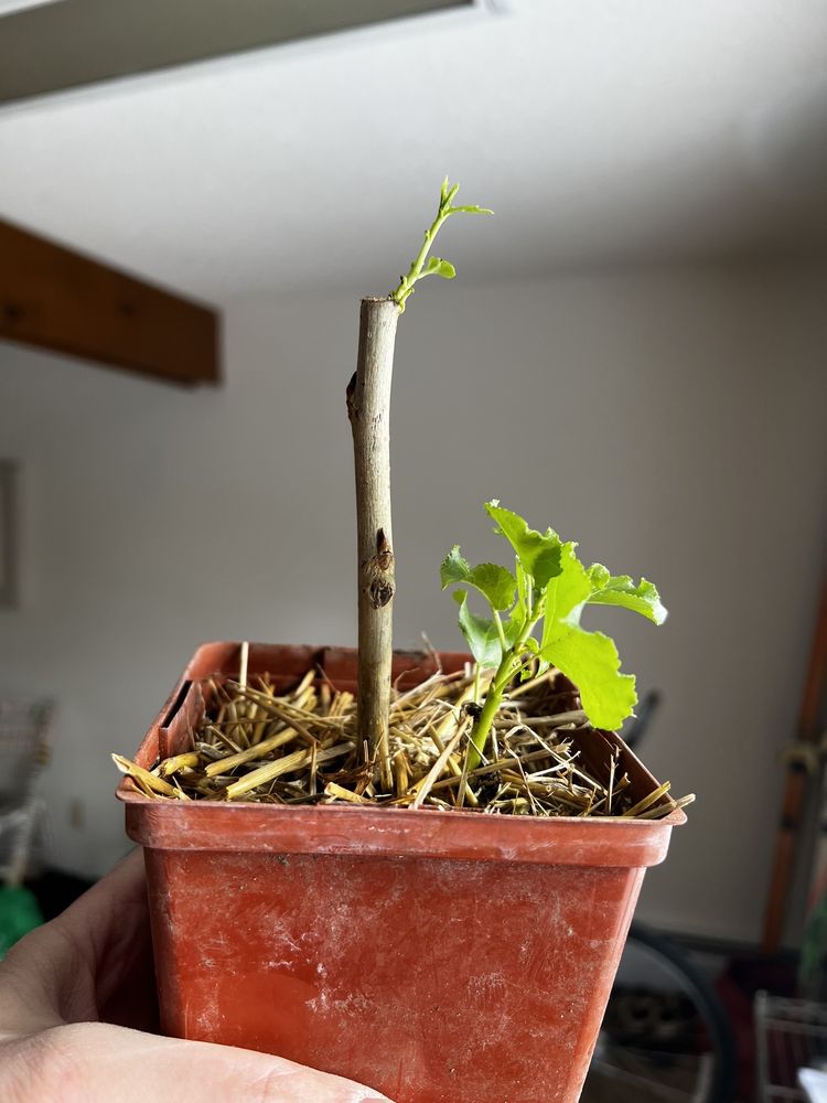 Social spots from Matthaei Botanical Gardens