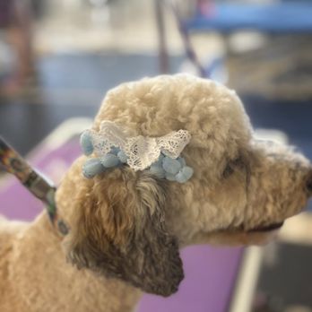 4 Paws Grooming - Pet Groomers Near Me - Rapid City, South Dakota 4 Paws Grooming - Pet Groomers Near Me - Rapid City, South Dakota