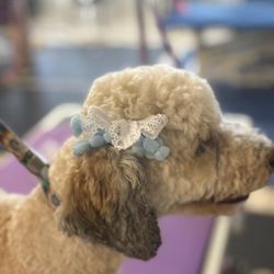 4 Paws Grooming