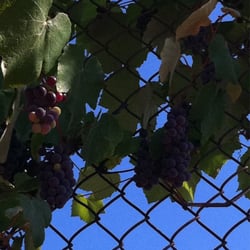 La Canada Flintridge Fields & Courts - Close-up of grapes