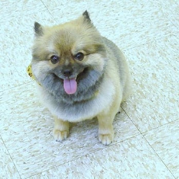 Clipper Cottage - Precious - Pet Sitting Near Me - Melbourne, Florida Clipper Cottage - Precious - Pet Sitting Near Me - Melbourne, Florida