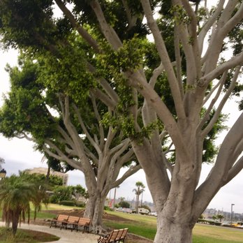 Harbor Island Park - Beautiful trees - Parks Near Me - San Diego, California Harbor Island Park - Beautiful trees - Parks Near Me - San Diego, California