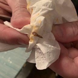 This bug crawled out of our wings