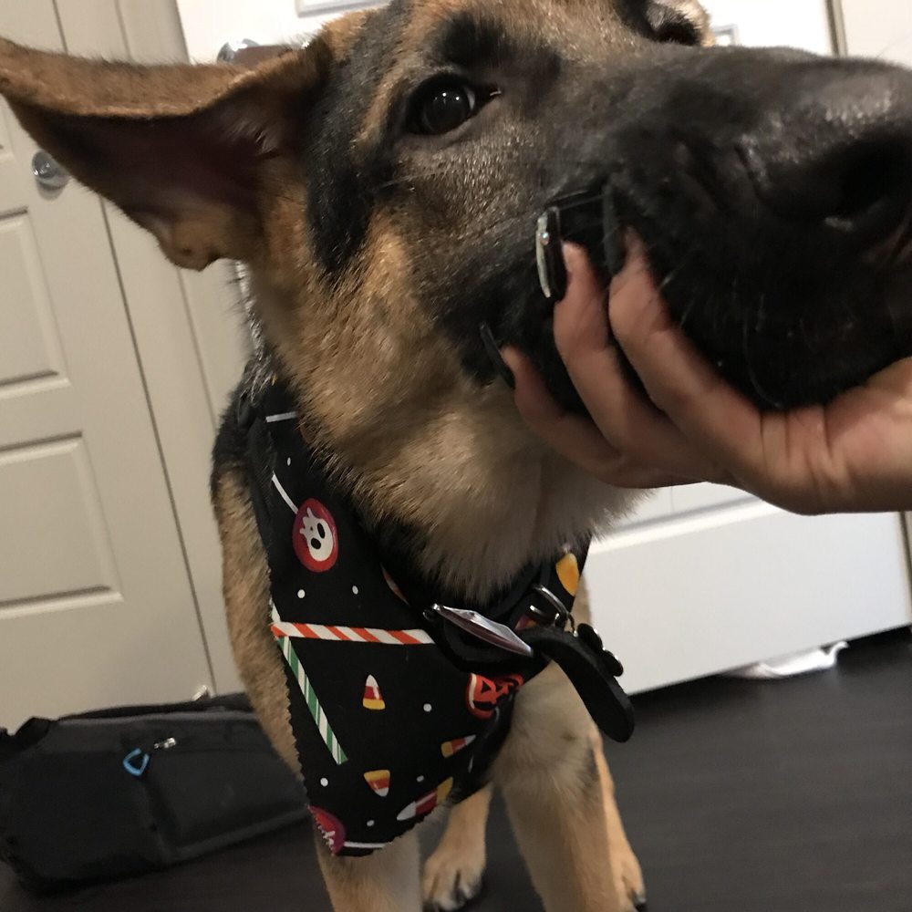 Woof Gang Bakery & Grooming Plano 32 Photos & 61 Reviews Pet