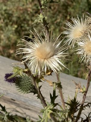 Mariposa Grove by null