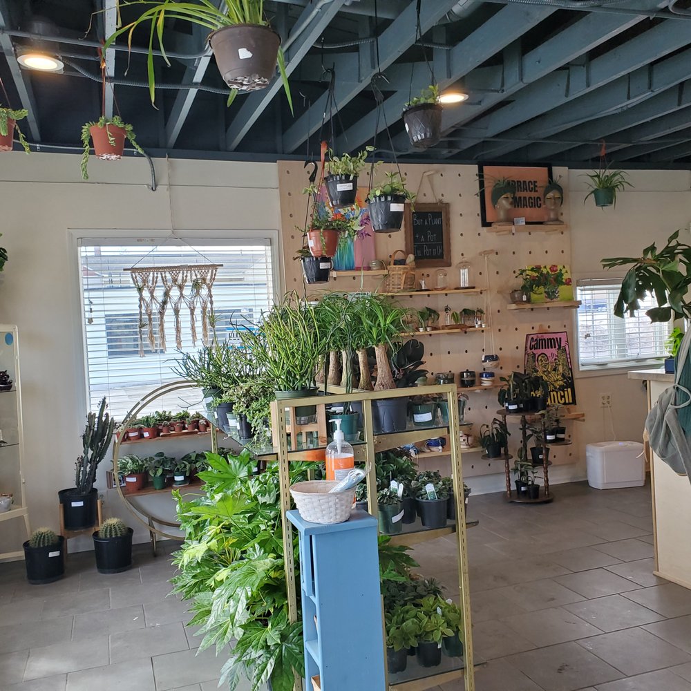 Sheelytown Market - Interior with a variety of houseplants - Nurseries & Gardening Near Me - Omaha, Nebraska Sheelytown Market - Interior with a variety of houseplants - Nurseries & Gardening Near Me - Omaha, Nebraska