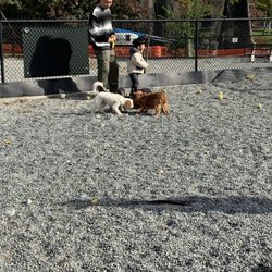 Little Bay Dog Run - My Jackson and Queen with some new friends.