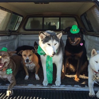 ABC Dogs - St. Patrick's Day fun! - Dog Walkers Near Me ABC Dogs - St. Patrick's Day fun! - Dog Walkers Near Me