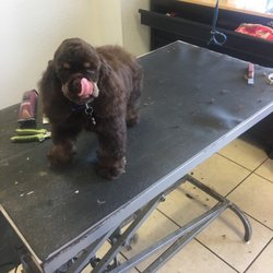 Somebody's Darlin' Pet Grooming - Loving the babies