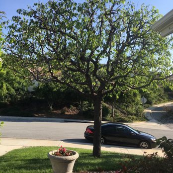 Conejo Valley Tree Service - Tree Services Near Me - Thousand Oaks, California Conejo Valley Tree Service - Tree Services Near Me - Thousand Oaks, California