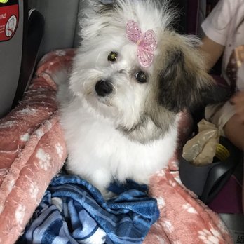 Paws & Claws - Pet Groomers Near Me - Greenville, South Carolina Paws & Claws - Pet Groomers Near Me - Greenville, South Carolina