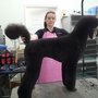 Photo of Shear Perfection Pet Salon