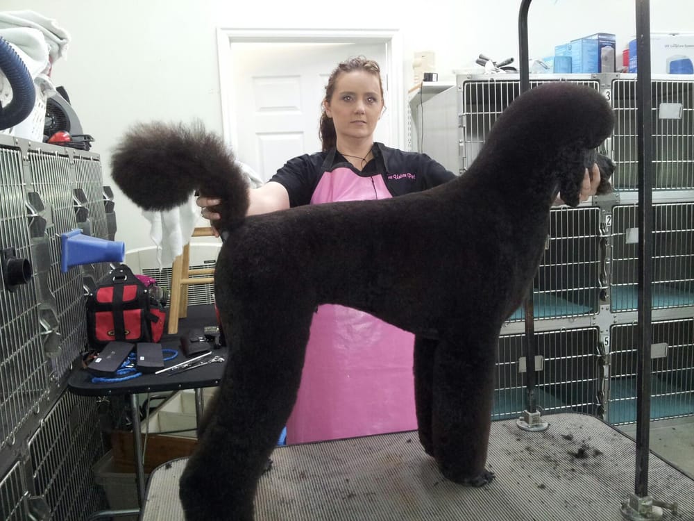 SHEAR PERFECTION PET SALON Updated September 2024 373 W 25th S