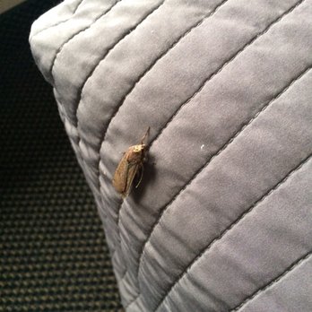 Surfside Resort - Huge moth on dirty bedcover. - Hotels Near Me - Rockaway Beach, Oregon Surfside Resort - Huge moth on dirty bedcover. - Hotels Near Me - Rockaway Beach, Oregon