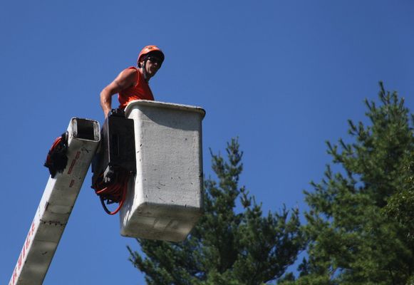 Tree Trimming - Give us a call to set up a time for an estimate!
