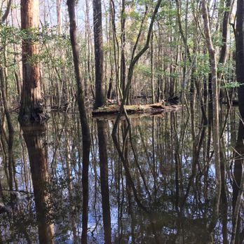 Congaree National Park - Parks Near Me - Hopkins, South Carolina
