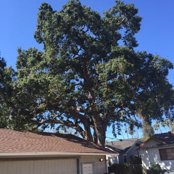Amazon Tree Service - After. - Tree Services Near Me Amazon Tree Service - After. - Tree Services Near Me