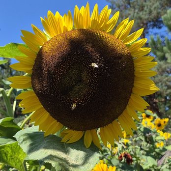 VanDusen Botanical Garden - Botanical Gardens Near Me - Vancouver, British Columbia