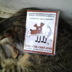 Mi gato Bruninski con la cartilla de vacunas que te dan para control de su cuidado.