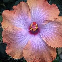 Hidden Valley Hibiscus