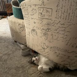 Millers Most Valued Pet Clinc - Chilling under the chair