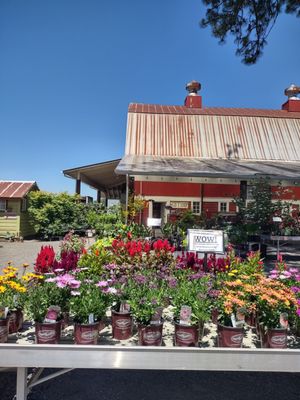 Blooming Junction Garden Center and Farm Market by null