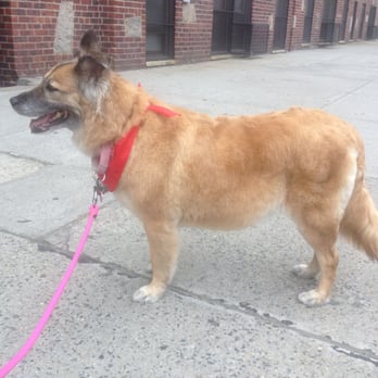 Pupculture - Pet Sitting Near Me - New York, New York Pupculture - Pet Sitting Near Me - New York, New York