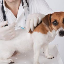 TLC For Pets