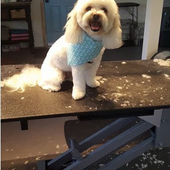 Olivia's Paw Spa - Pet Groomers Near Me - Nipomo, California Olivia's Paw Spa - Pet Groomers Near Me - Nipomo, California