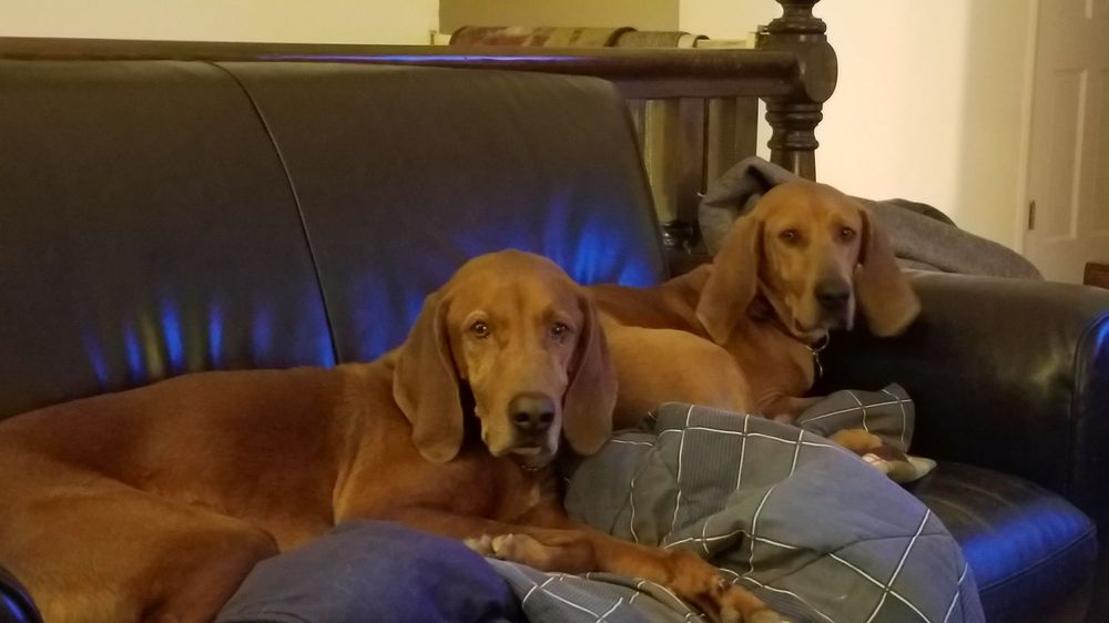 ALDERSON LYNN VET 614 N State St, Shelley, Idaho Veterinarians Phone Number Yelp