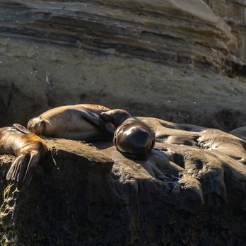 La Jolla Kayak - La Jolla Kayak - Tours Near Me - La Jolla, California La Jolla Kayak - La Jolla Kayak - Tours Near Me - La Jolla, California