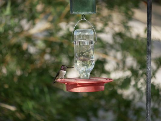 Henderson Bird Viewing Preserve by null