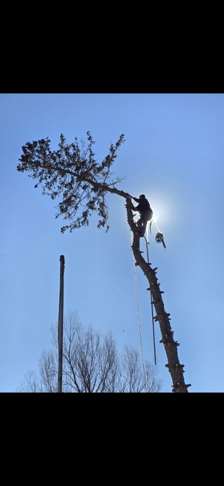 Man vs Tree - tree service in Delafield, WI