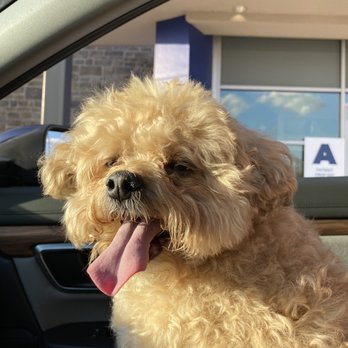 MedVet Dayton - Sophie's getting checked out to see what's going on with her... - Veterinarians Near Me - Moraine, Ohio MedVet Dayton - Sophie's getting checked out to see what's going on with her... - Veterinarians Near Me - Moraine, Ohio