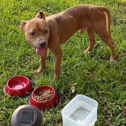 Brave Bully Rescue - Found a friendly, well manner, and, sweet male please help me find him a home.