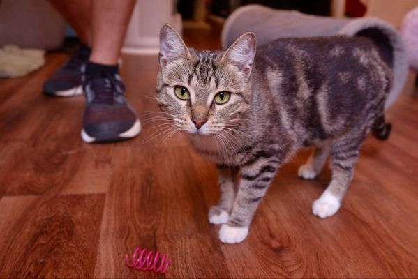 Mount Purrnon Cat Café + Wine Bar by null