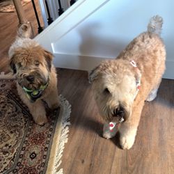Shampooches - Finn & Lila