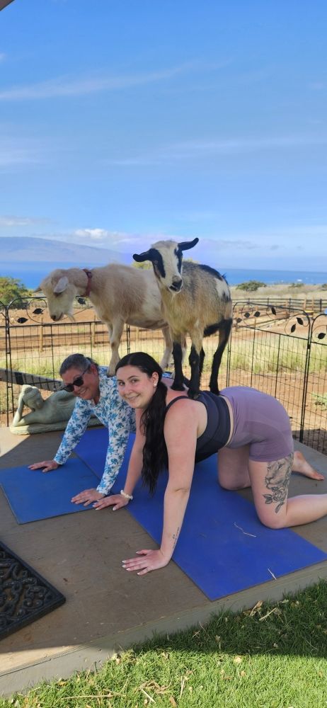 Lahaina Goat Yoga