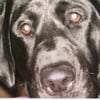 The Furry Godmother gift card