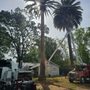 Photo of P & J Tree Services