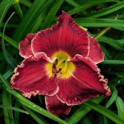 Roger's Nursery and Earthworks - One of our daylily seedlings that is unique to our Nursery.