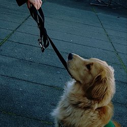 Napa Valley College - Dog in training (Guide Dog for the Blind)