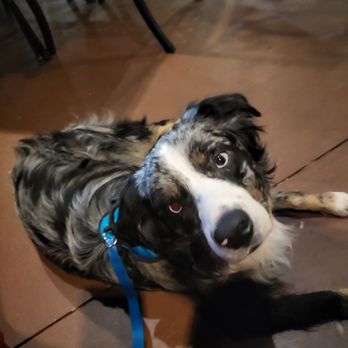 Carrabba's Italian Grill - Pet Friendly Patio - Italian Near Me - Ft. Myers, Florida