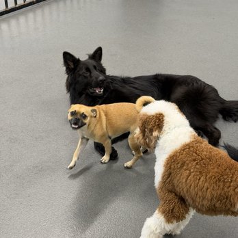 Comfy Home - Seasmoke playing with his buddies - Pet Boarding Near Me - Anaheim, California