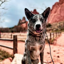 Tamed Canine