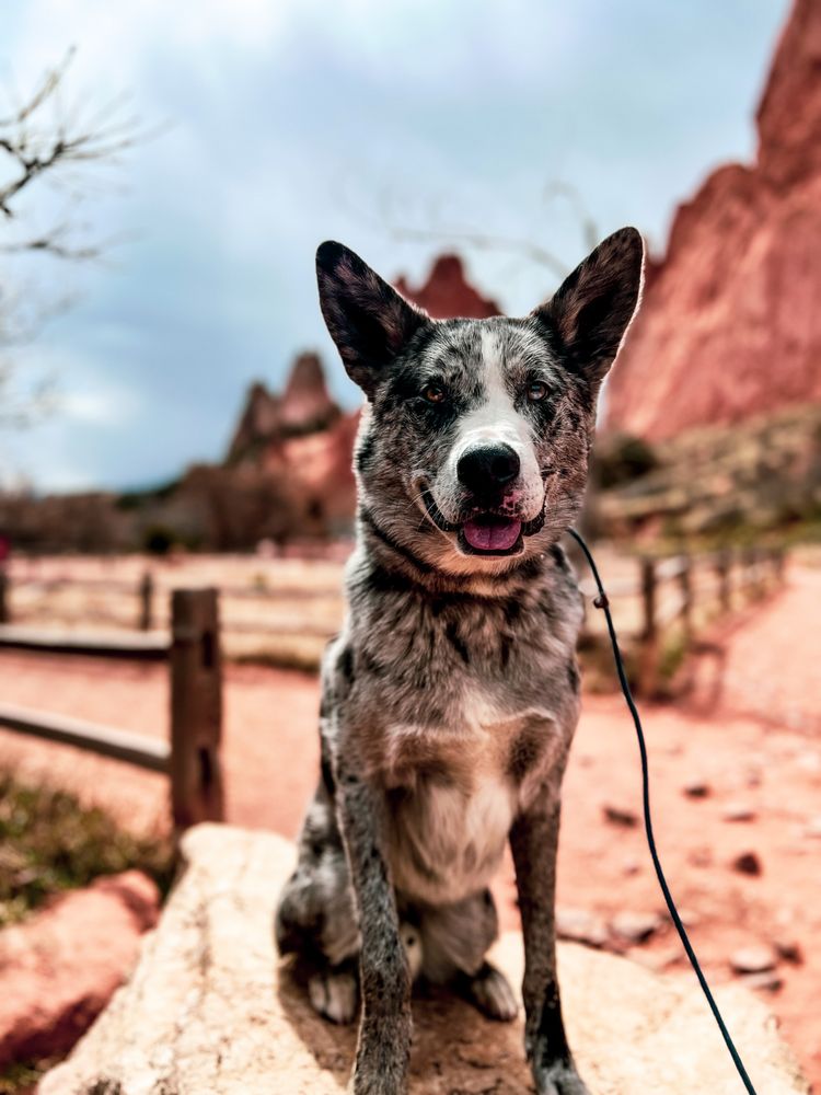 Tamed Canine - pet boarding facility in Colorado Springs, CO