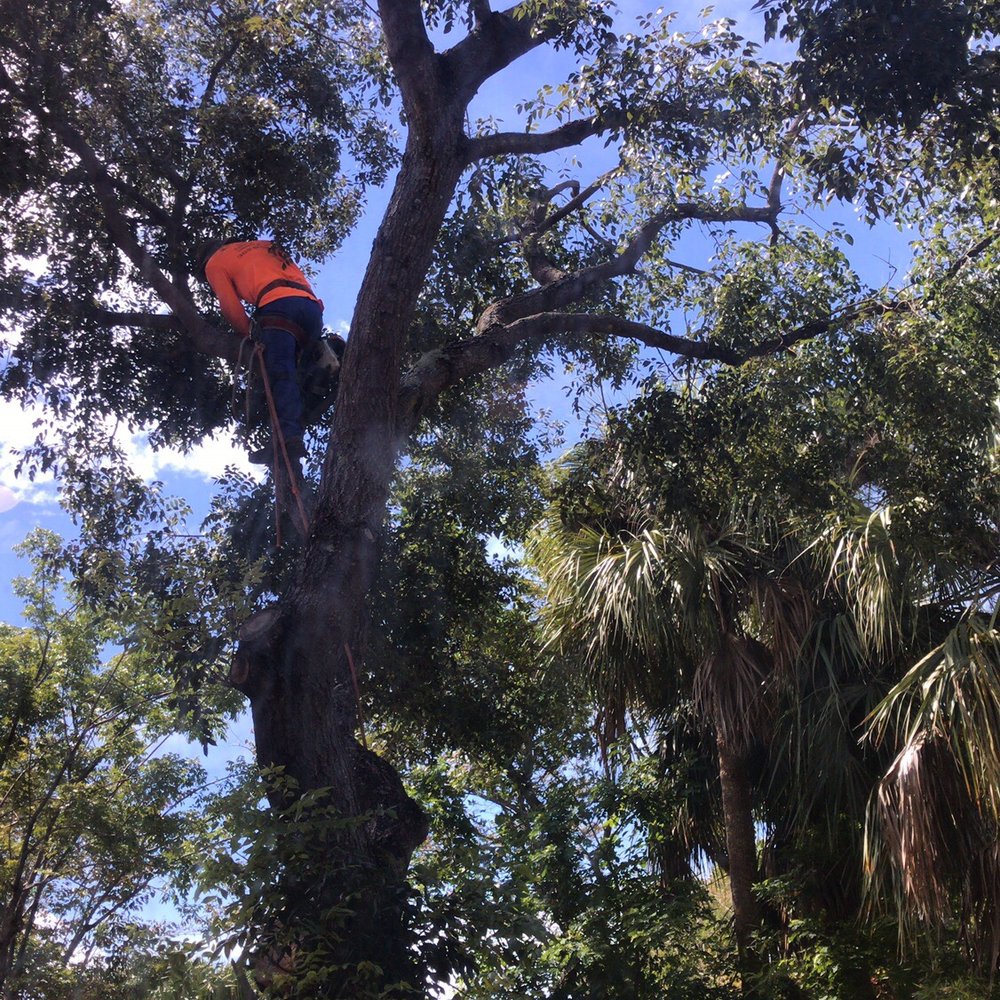 SupraLawn - During - Tree Services Near Me SupraLawn - During - Tree Services Near Me