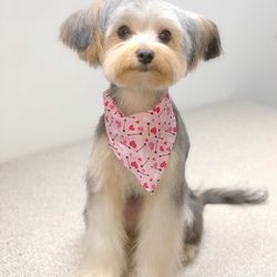 best in show pet spa