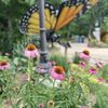 John Ball Zoo gift card