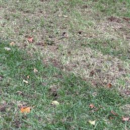 Aerated and hopeful for a better lawn lol